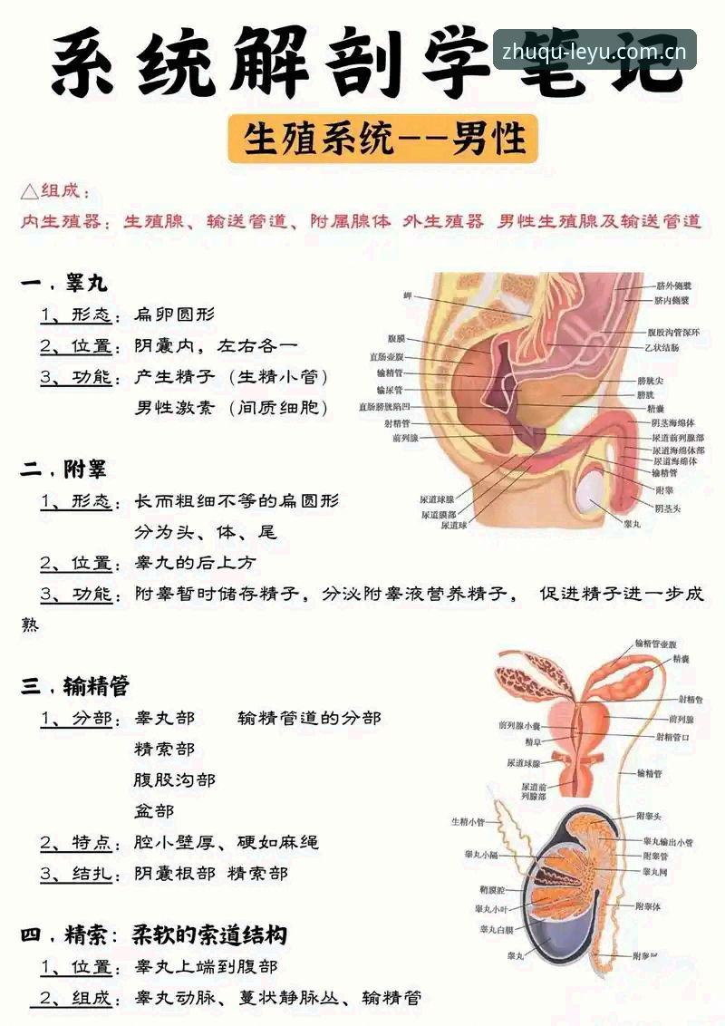 乐鱼app ios安装包哪个好 当足球教练开始解剖“男性危机”,我们为何需要重新下载一套理解系统?